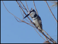 pied kingfisher