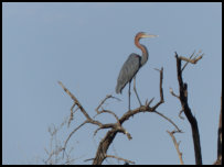 Goliath heron on the Gambia River