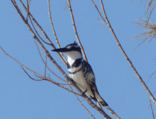 Parc National de la Barbarie pied kingfisher