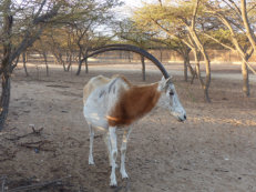 Gueumbeul Reservat oryx antelope