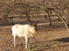 Gueumbeul Reservat Mendes antilope