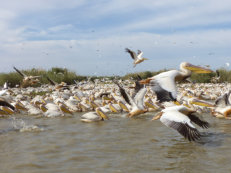 Djoudj National Park, pelicans