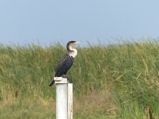 Djoudj National Park,cormorant