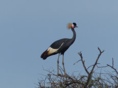 Djoudj National Park, crowned crane