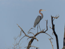 boat ride on the Gambia River Goliath heron