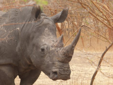 Bandia Reserve rhino