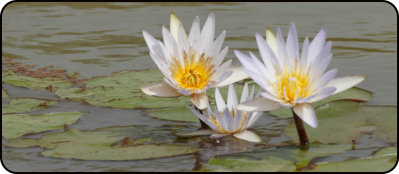 In Djoudj National Park