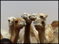 camel market in Nouakchott