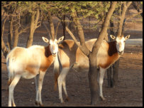 antilope in Guembeul