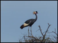 crowned crane