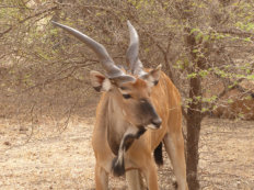 Réserve de Bandia: Eland antelope