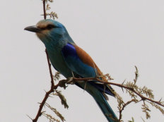 Réserve de Bandia: Abyssinian roller