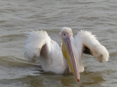 Pelican in Djoudj National Park