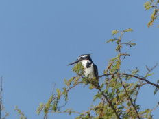 Pied kingfisher in Djoudj National Park