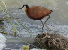 African Jacana in Djoudj National Park