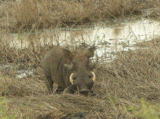 warthog in Diawling National Park