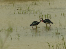 in Diawling National Park