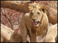 Lion in the Fathala Reserve