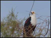 Fish eagle in Djoudj National Park