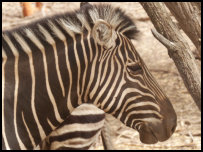 zebra in the Bandia Reserve