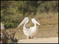 Pelicans in the Langue de la Barbarie National Park