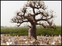 Large baobab tree on the cimetery of Fadiouth