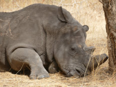 rhino in the Bandia Reserve