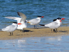 Parc national de la Barbarie, Caspian and Royal terns