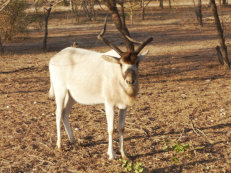 Parc de Gueumbeul, Addax antelope
