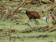 Djoudj National Park, African jacana