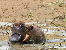 Djoudj National Park, warthog taking a bath