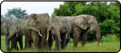 Elephants, Mole National Park