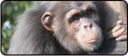 Tacugama Chimpanzee Sanctuary near Freetown