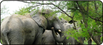 Elephants at Nazinga Ranch