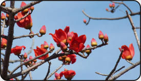 Les fleurs du kapokier rouge