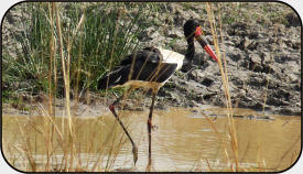 Jabiru d'Afrique au Parc National de la Pendjari