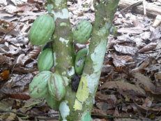 plantation de cacao